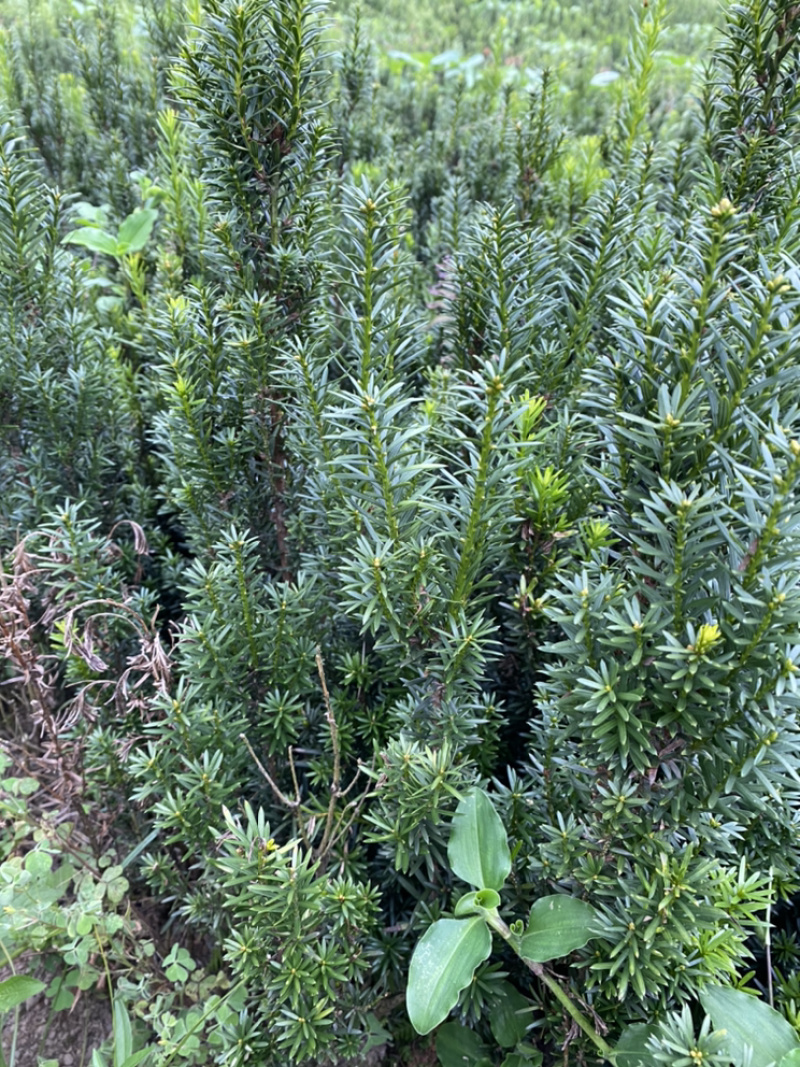 因建设项目占地，所有曼迪亚红豆杉全部低价出售。
