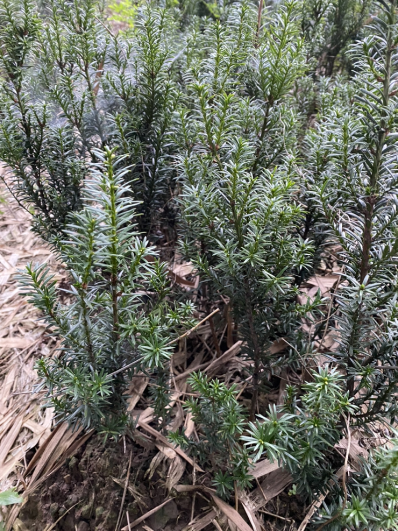 因建设项目占地，所有曼迪亚红豆杉全部低价出售。