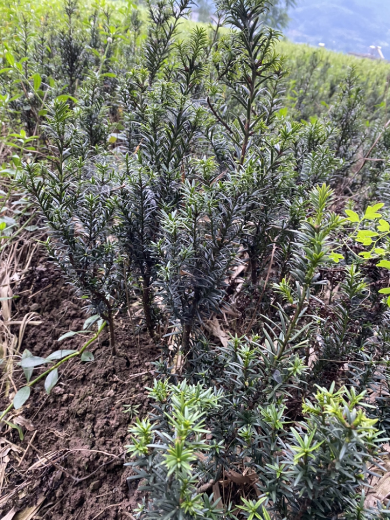因建设项目占地，所有曼迪亚红豆杉全部低价出售。