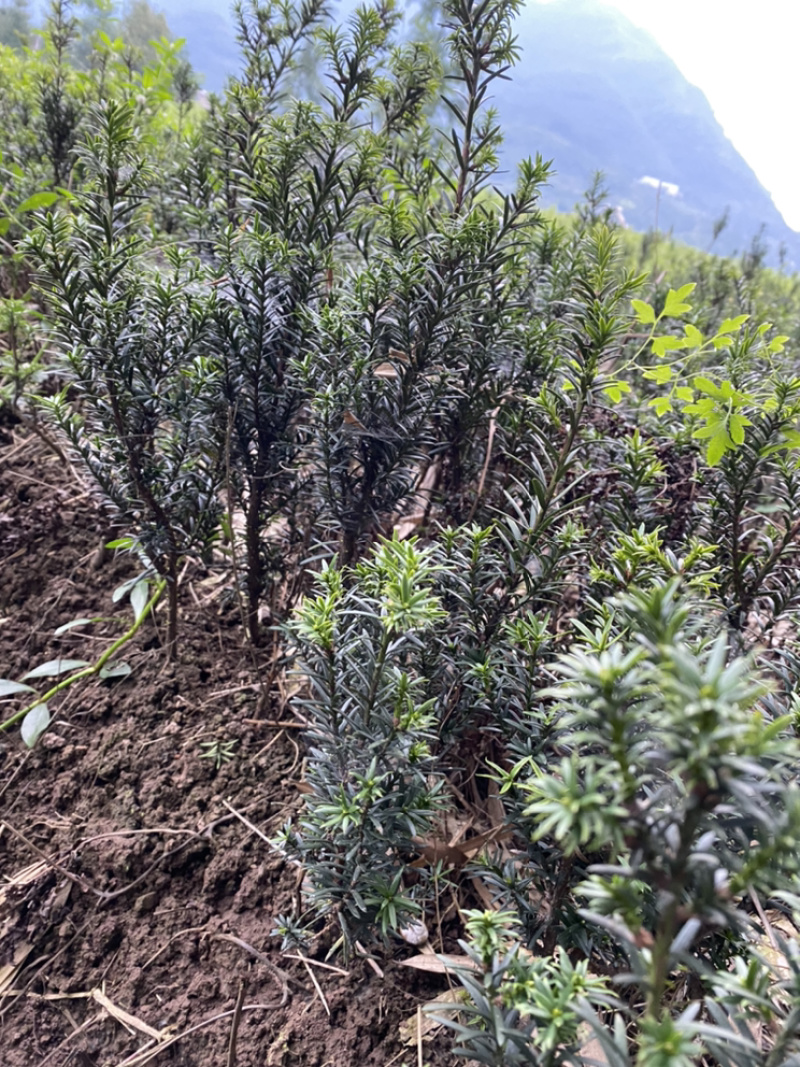 因建设项目占地，所有曼迪亚红豆杉全部低价出售。