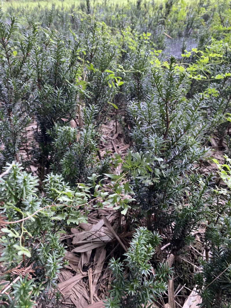 因建设项目占地，所有曼迪亚红豆杉全部低价出售。