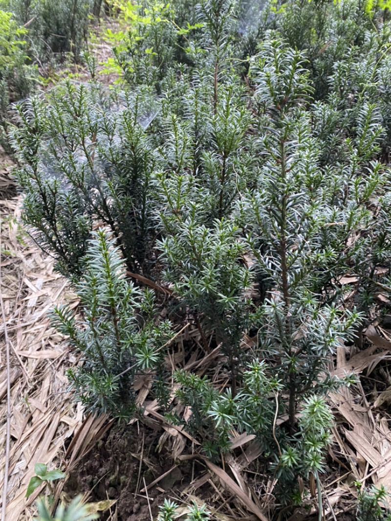 因建设项目占地，所有曼迪亚红豆杉全部低价出售。