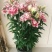 香水百合种球带芽百合花盆栽四季开花花卉植物室内花室外易活