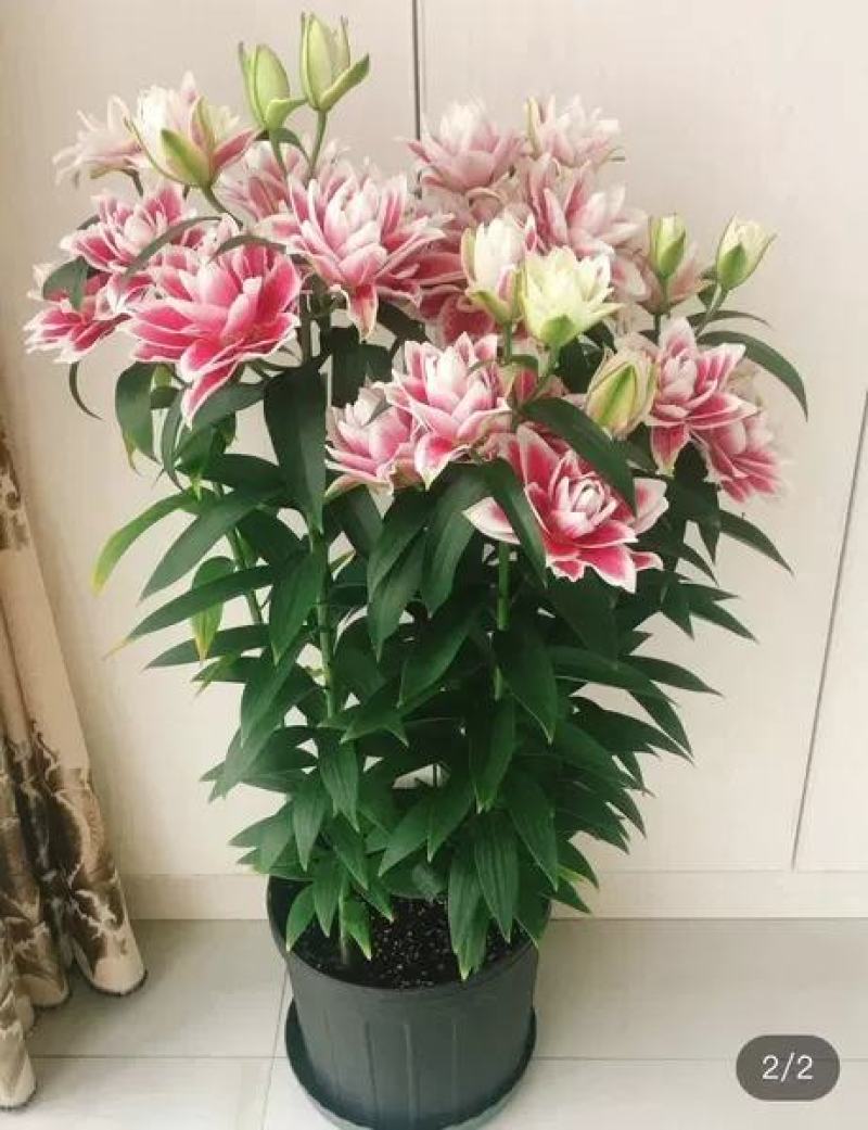 香水百合种球带芽百合花盆栽四季开花花卉植物室内花室外易活