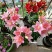 香水百合种球带芽百合花盆栽四季开花花卉植物室内花室外易活