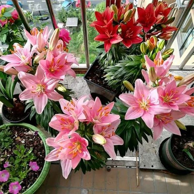 香水百合种球带芽百合花盆栽四季开花花卉植物室内花室外易活