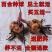香水百合种球带芽百合花盆栽四季开花花卉植物室内花室外易活