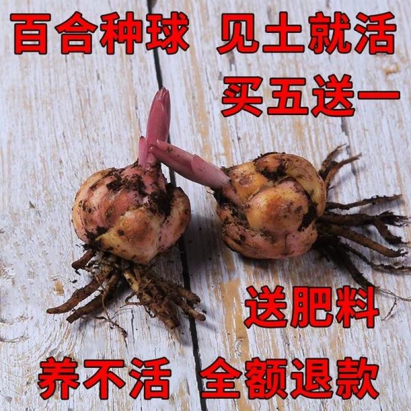 香水百合种球带芽百合花盆栽四季开花花卉植物室内花室外易活