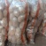 土豆226大量有货合作社有3000多亩每天