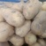 土豆226大量有货合作社有3000多亩每天