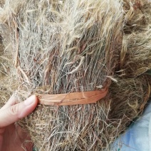 野生金丝草笔仔草竹篙草猫毛草中药材