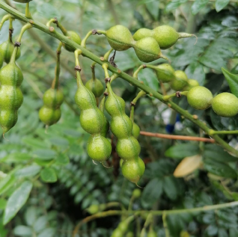 山豆根种子发芽率高免费提供栽培技术