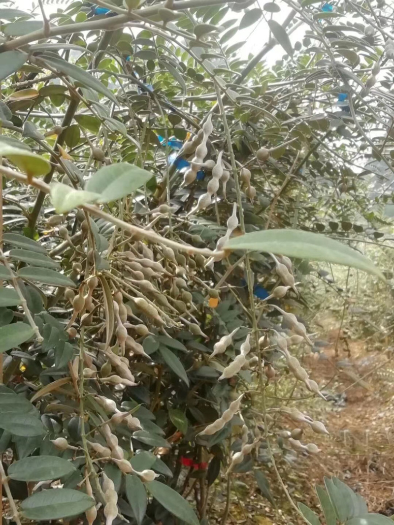 山豆根种子发芽率高免费提供栽培技术