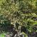 嘉宝果树葡萄精品树，五年苗