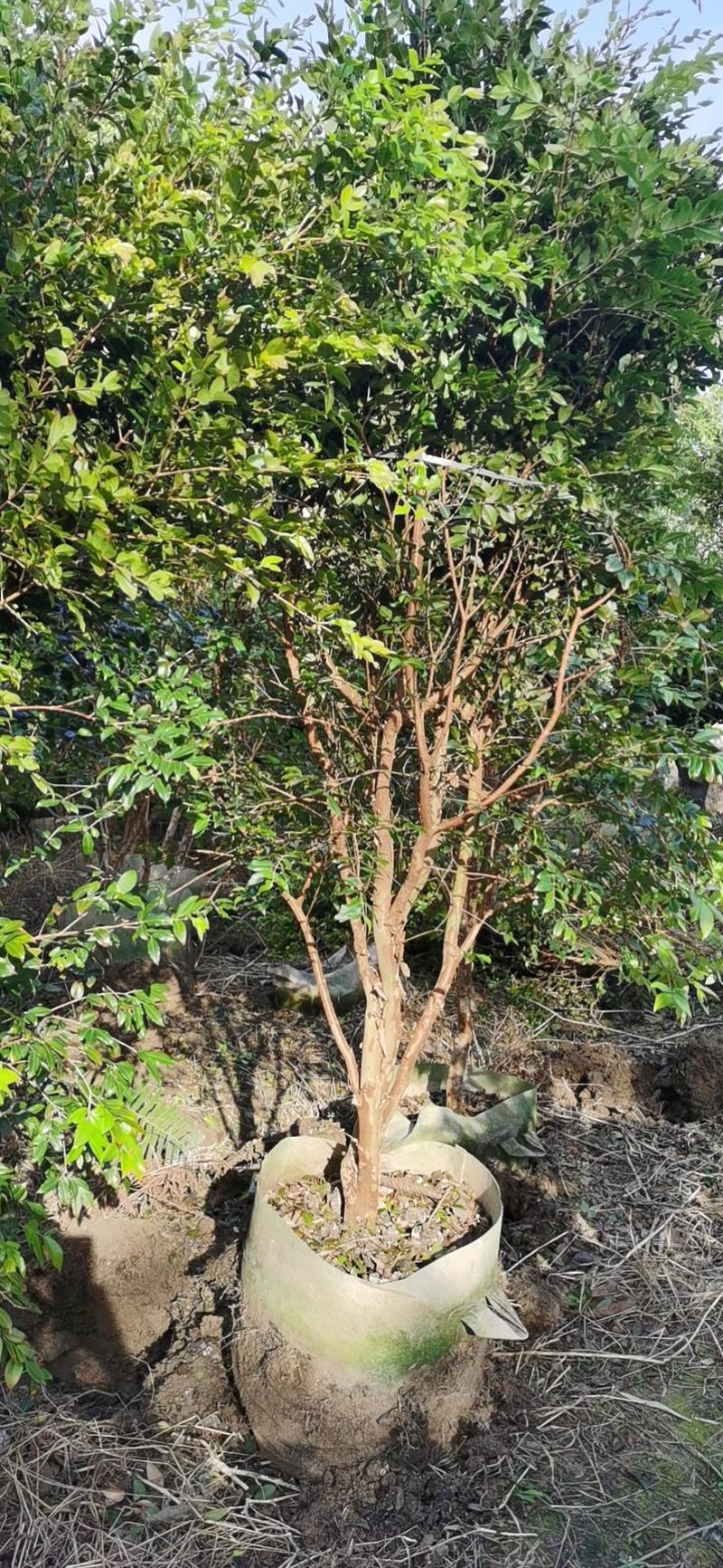 嘉宝果树葡萄精品树，五年苗