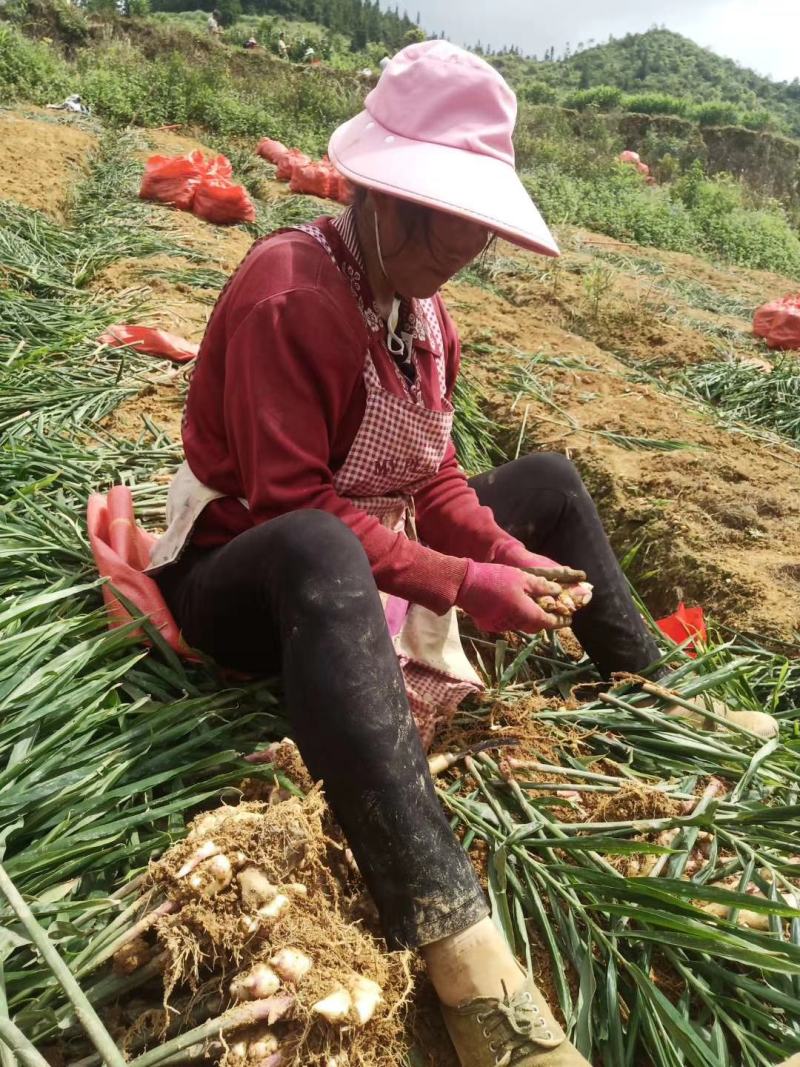 ★推荐★五云南生姜小黄姜新姜子姜老姜母姜一件代发批发包邮