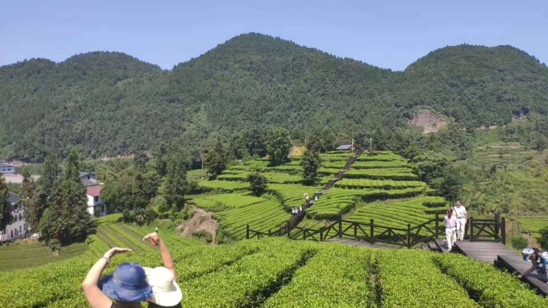 恩施富硒绿茶明前绿茶