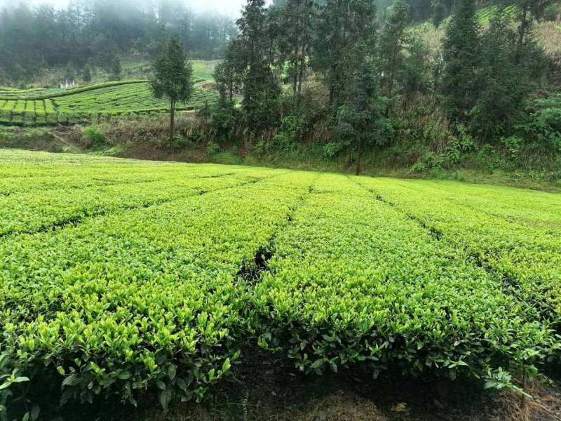 恩施富硒绿茶明前绿茶