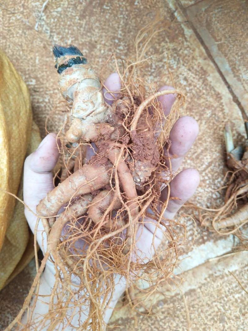 文山三七特级新鲜三七自家种的鲜三七泡酒炖汤佳品