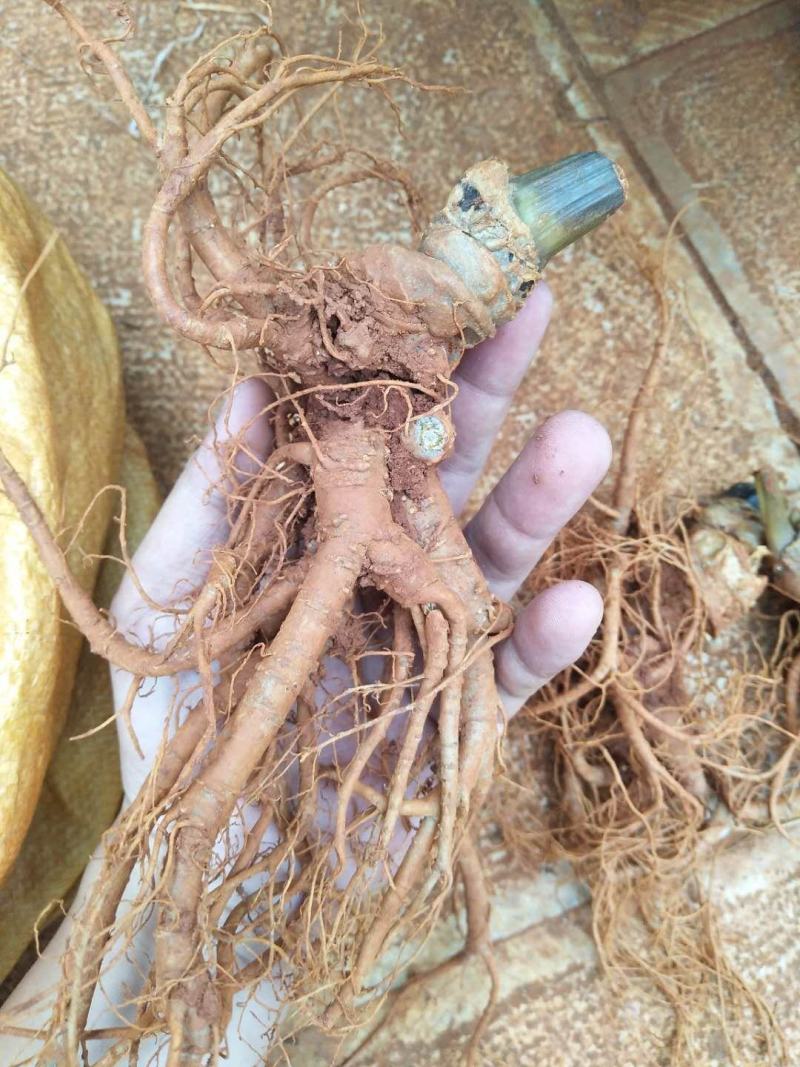 文山三七特级新鲜三七自家种的鲜三七泡酒炖汤佳品