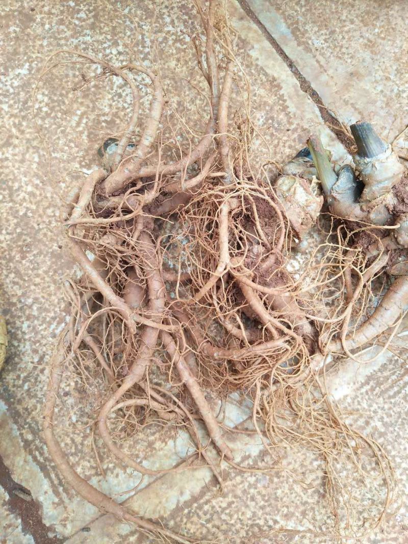 文山三七特级新鲜三七自家种的鲜三七泡酒炖汤佳品