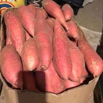 雪缘薯业～～～唐山千亩烟薯基地大量供货中，需要的量大