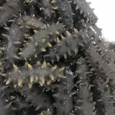 辽参半干精品特价批发！精品大连海参。未经过加工处理