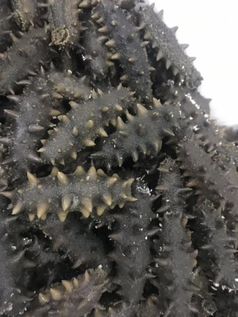 辽参半干精品特价批发！精品大连海参。未经过加工处理