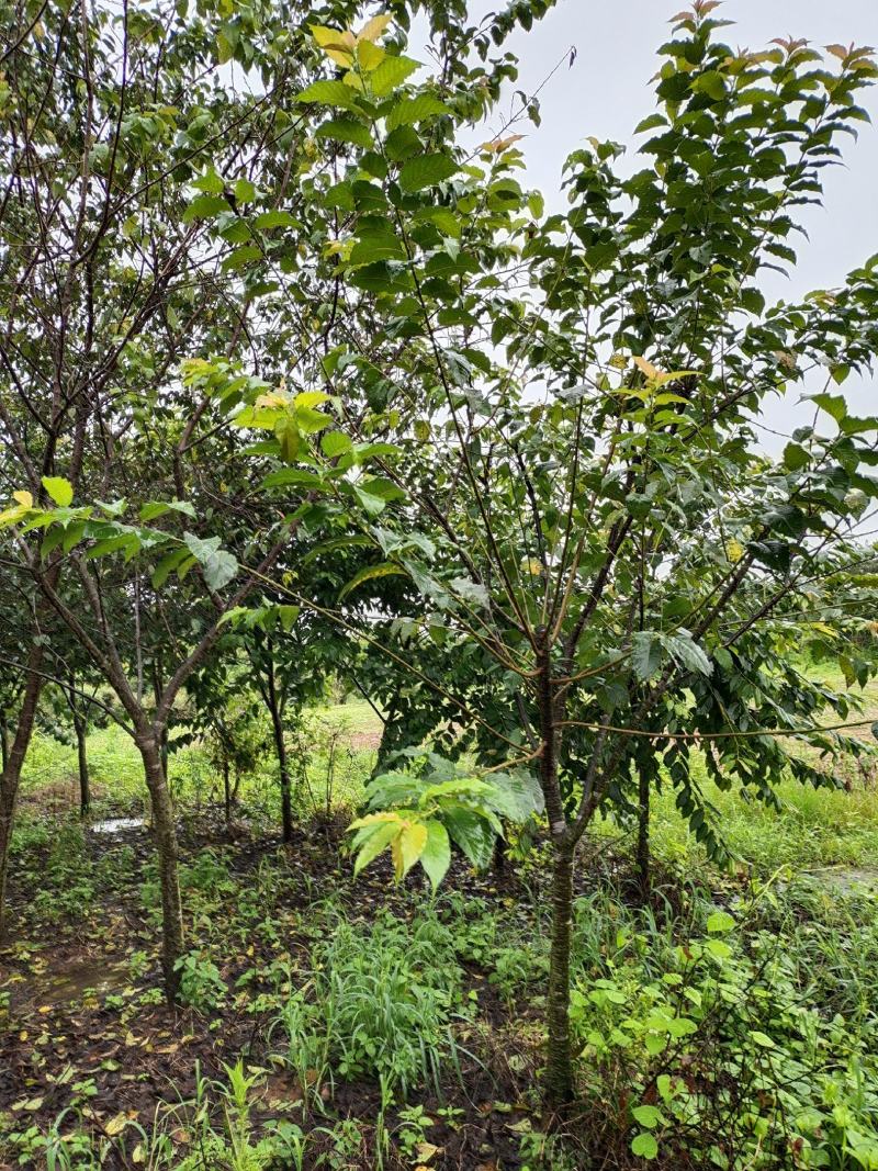 长期供应福建山樱花中国红樱花江西南昌