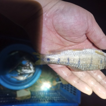 溪流马口鱼彩马
