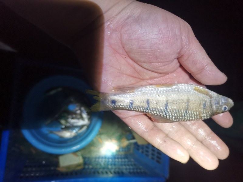 溪流马口鱼彩马