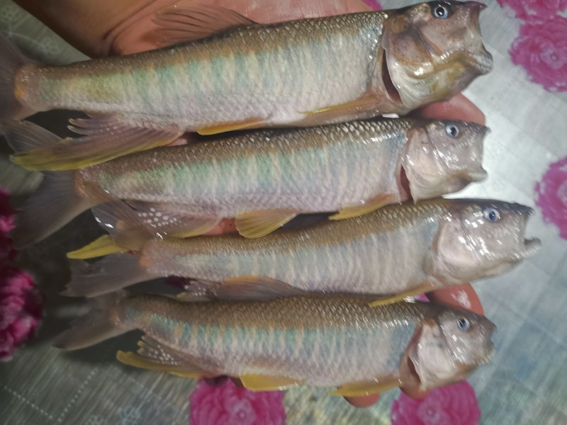 溪流马口鱼彩马