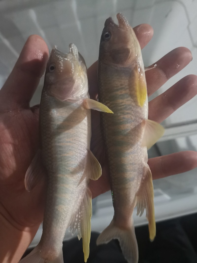 溪流马口鱼彩马