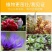 磷酸二氢钾农用叶面肥花肥全水溶瓜果蔬菜叶面喷施25公斤