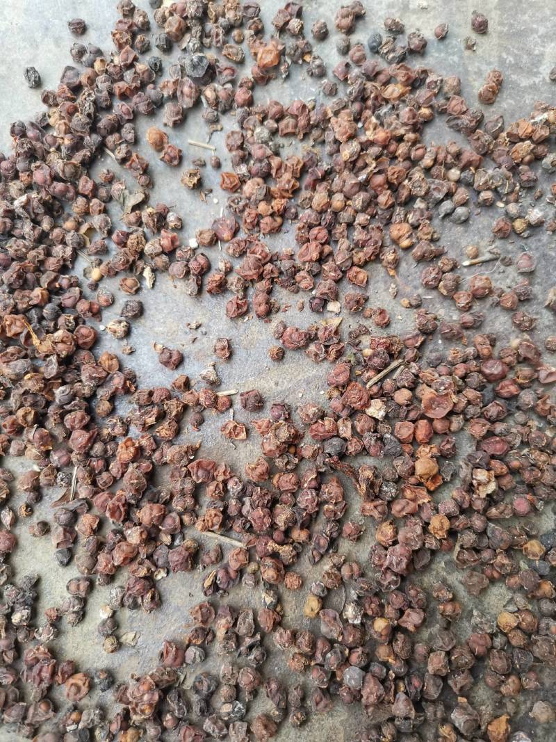 陕西秦岭五味子干货饱满油性足无硫中药材批发大量有货