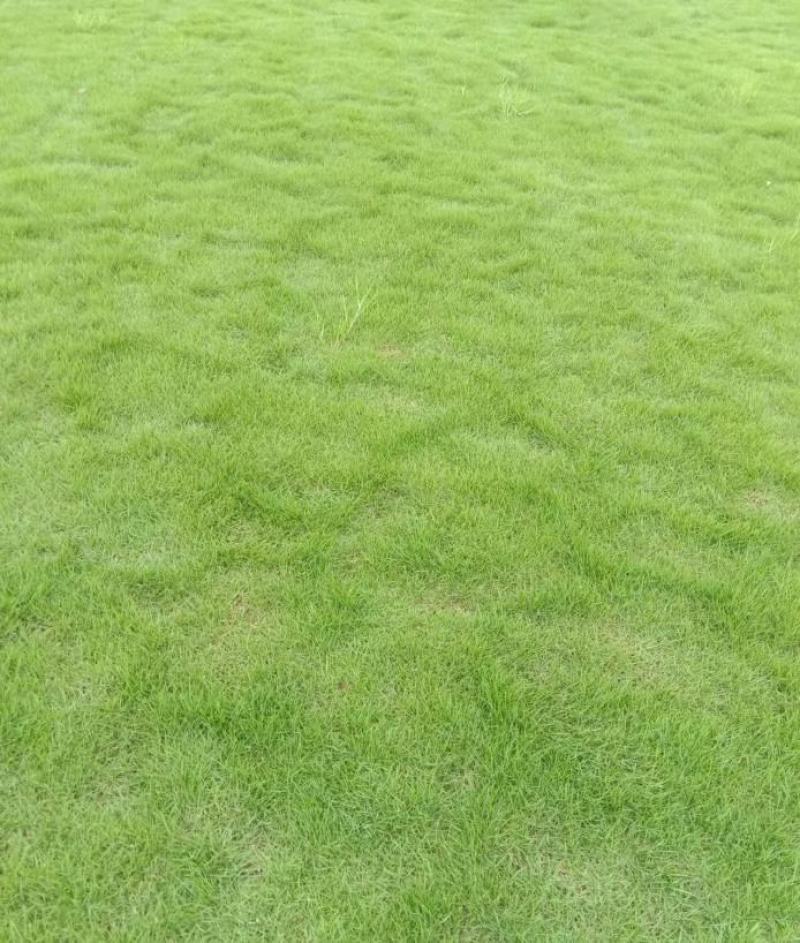 近距离包铺包成活各类冷、暖型马尼拉草皮