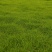 近距离包铺包成活各类冷、暖型马尼拉草皮