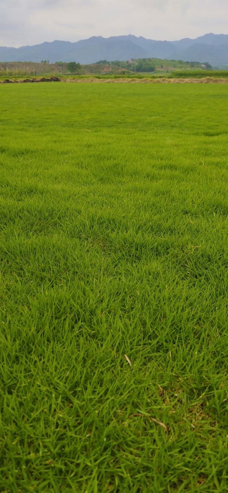 近距离包铺包成活各类冷、暖型马尼拉草皮