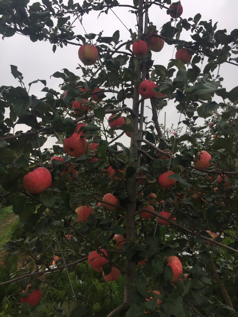 陕西苹果大量冷库货，对接电商，支持一件代发