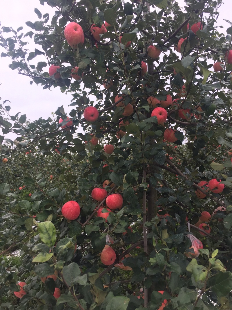 陕西苹果大量冷库货，对接电商，支持一件代发