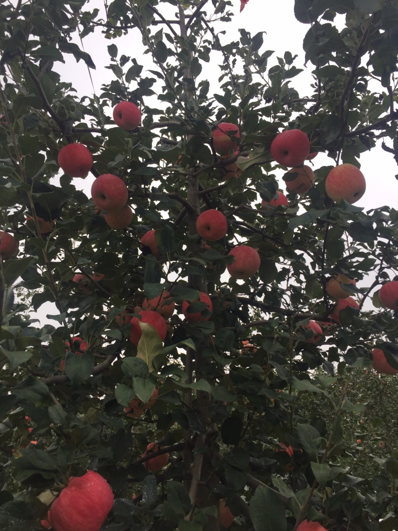 陕西苹果大量冷库货，对接电商，支持一件代发