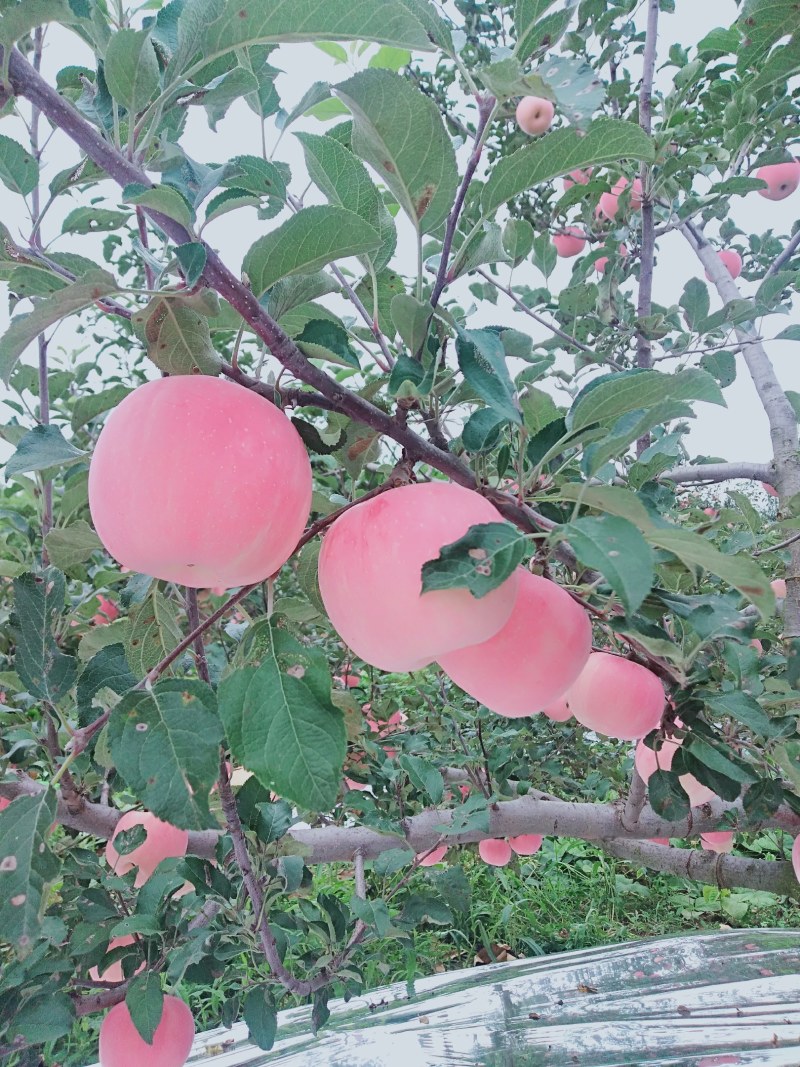 陕西铜川红富士苹果热销中
