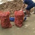 贵州农家肥种植的乌芋头欢迎有实力老板合作！