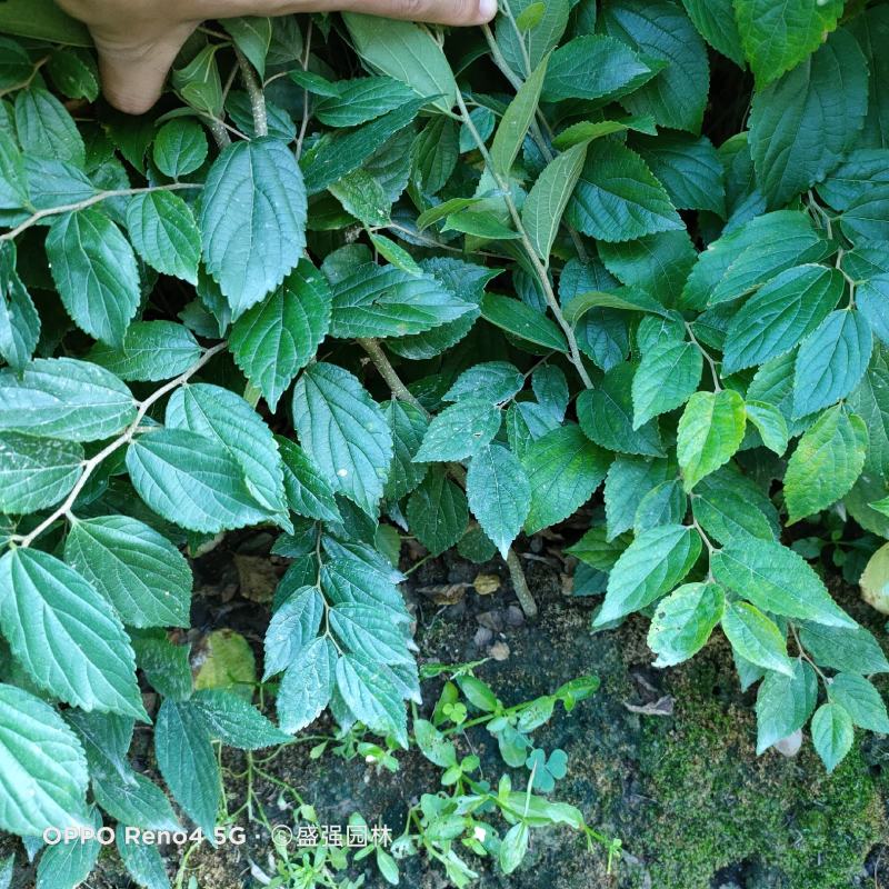 朴树小苗1一2公分朴树苗