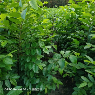 朴树小苗1一2公分朴树苗