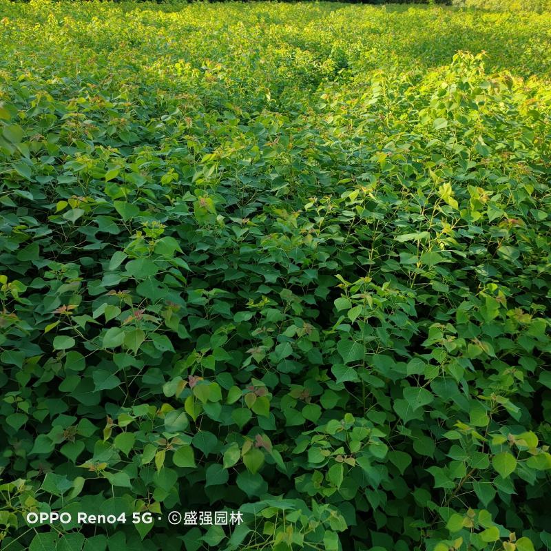 乌桕小苗木子树红叶乌桕彩叶乌桕1公分2公分3公分
