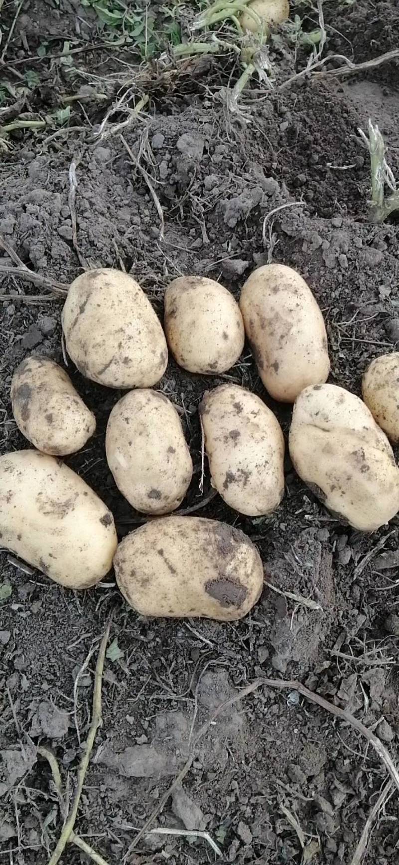 通许精品土豆】实验一号土豆个头匀称价格优惠电联优惠