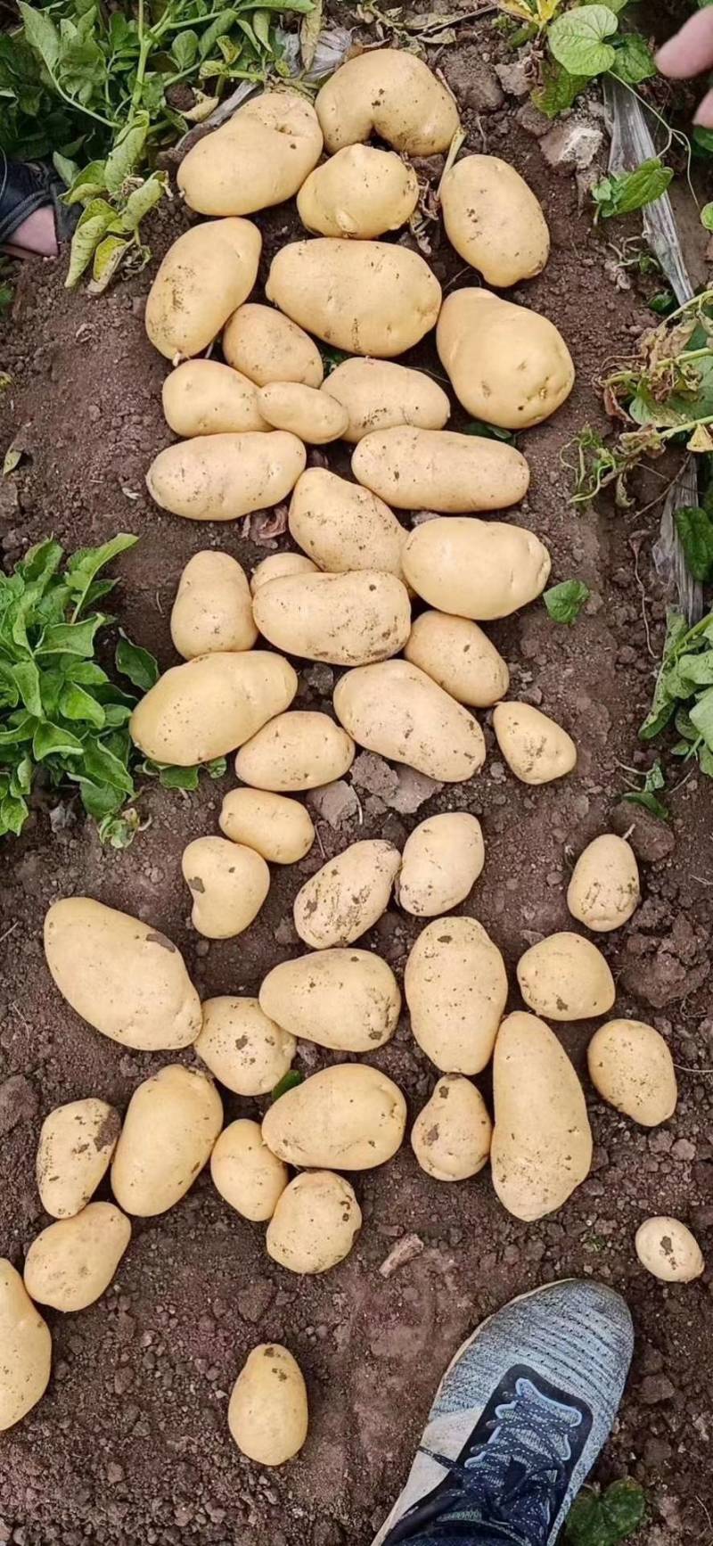 通许精品土豆】实验一号土豆个头匀称价格优惠电联优惠