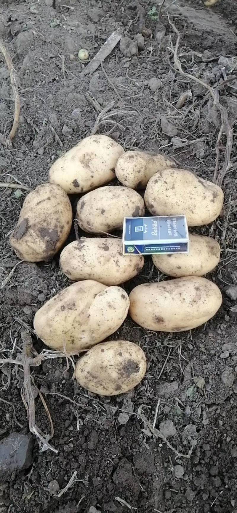 通许精品土豆】实验一号土豆个头匀称价格优惠电联优惠