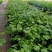 蜂蜜味黄金百香果苗甜度高基地直发量大从优